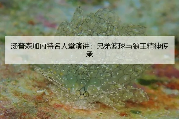 汤普森加内特名人堂演讲：兄弟篮球与狼王精神传承